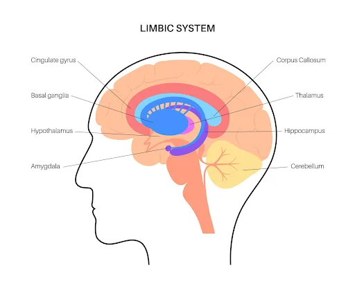 Reduced Activity in the Amygdala: Calming the Stress Response. Image complimenting The Neuroscience of Mindfulness